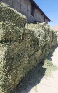 فروش یونجه چین دوم خشک و بدون علف