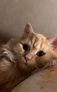 گربه گمشده