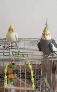 عروس هلندی سالم و سرحال