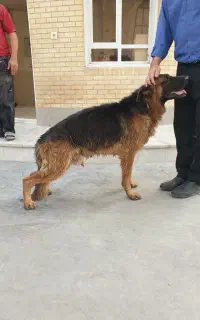 سگ ژرمن جنسیت نر