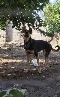 سگ ژرمن دوبرمن