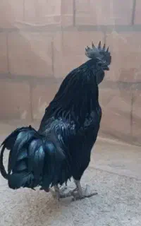 خروس ایام سمانی