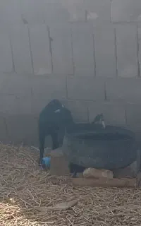 بز جوان
