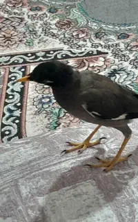 مینا خوشگل