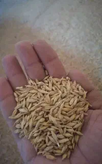 جو بذری اکسین فرزانه