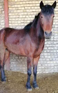 مادیون