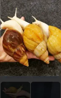 واگذاری حلزون داریدرایگان تحویل می‌گیرم