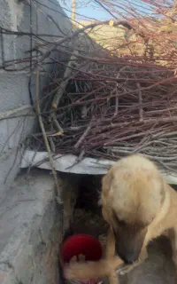 واگذاری سگ‌گوسفند و‌نگهبان