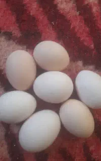 فروش و‌‌معاوضه تخم مرغ رسمی