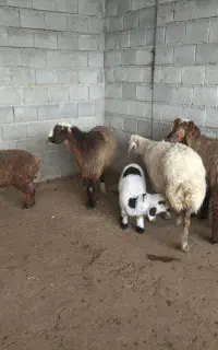 میش و بره
