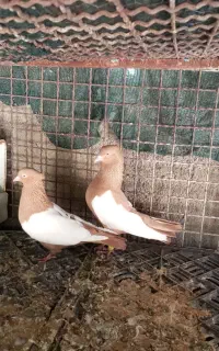سینه زرد