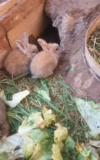 بچه خرگوش