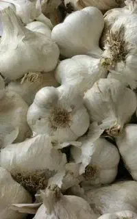 سیر امسال