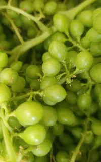 غوره عسگری