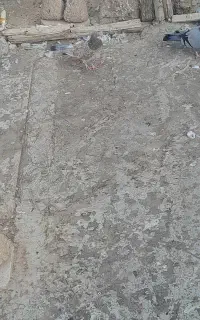 کبوتر هندی ماده