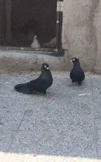 کفتر