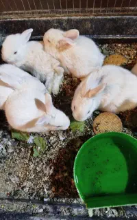خرگوش چشم قرمز