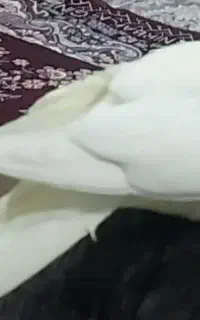 گمشده
