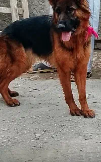 سگ ژرمن