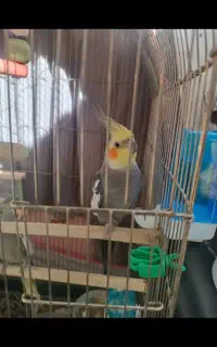 عروس هلندی نر