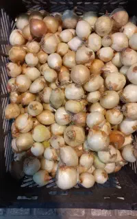 موادغذایی