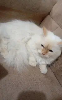 گربه پرشین