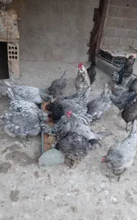تخم مرغ گلین نطفه دار چهل تاج ریشی کاکلی