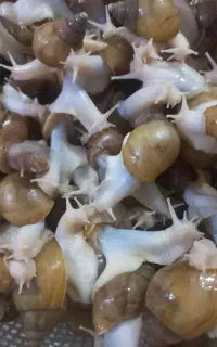 حلزون 7،8 سانتی مناسب برای حلزون تراپی