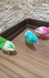 جوجه رنگی یک ماهه