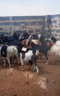 تعداد ۳۰راس بز جوان و چاق