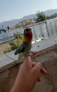 طوطی برزیلی