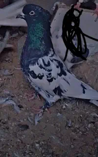 کـبوتـر