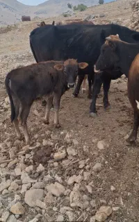 فروش گاو باگوساله نر