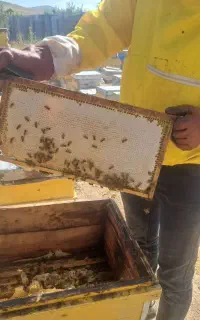 عسل طبیعی