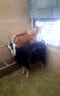 بز ماده و بز غاله نر