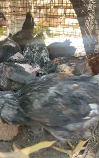 جوجه خروس دارویی