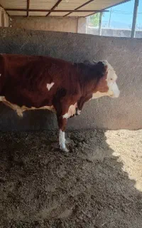 گوساله سیمنتال چاق شماره