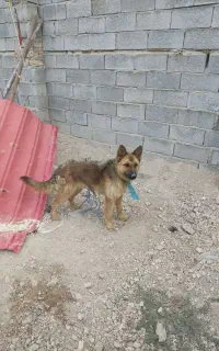 سگ ژرمن