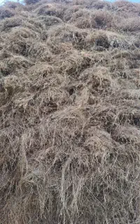 علوفه باغی