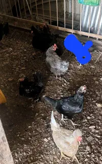 مرغ بلک استارت