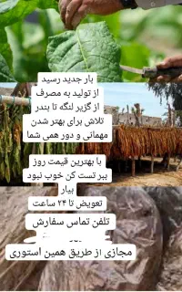 برگ نهال کشاورزی لنگه