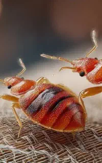 سم پاشی تخصصی و دفع حشرات خانگی در مشهد