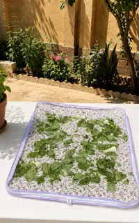 توری سبزی خشک کن