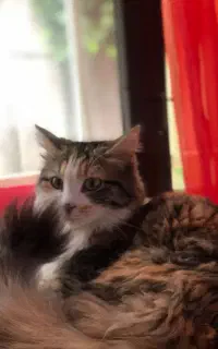 جفت گیری گربه