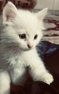 گربه