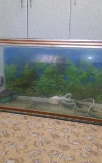 اکواریوم
