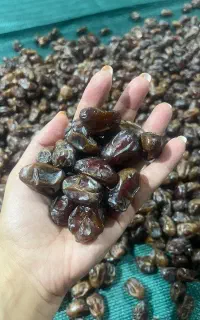 خرمای کبکاب مرغوب
