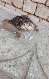 جوجه بوقلمون سالم
