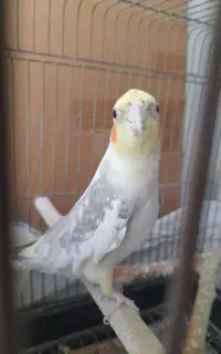 عروس هلندی نر ابلق