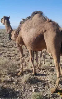 سلام شترچاق قمت ۲۲۰